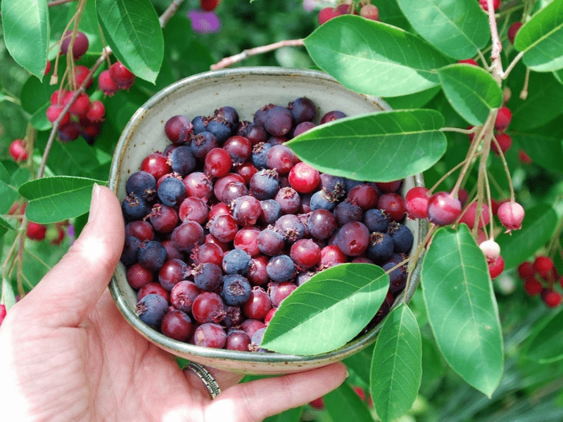 Des images de diff�rentes plantes